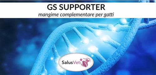GS SUPPORTER